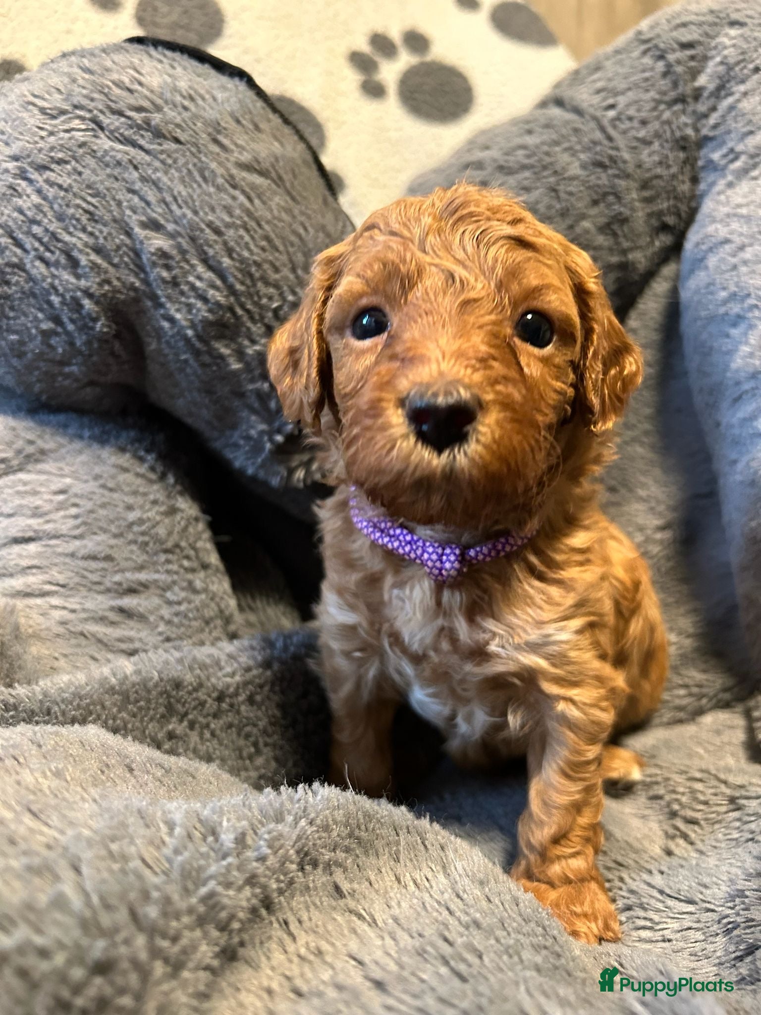 Kruising honden Mini Labradoodle  - Advertentie 1