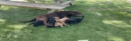 Kruising honden te koop: Kruising Labrador met Golden retriever - Advertentie 17