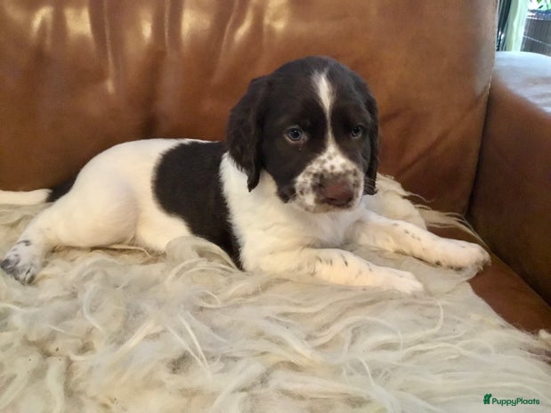 Drentsche Patrijshond honden Reutje Doeke - Advertentie 1