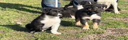 Border Collie honden te koop: Bordercollie pups - Advertentie 2