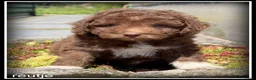Kruising honden te koop: Boompoo F1b pups. Boompoo x Poedel. - Advertentie 4