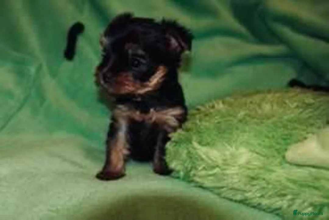 Yorkshire Terriër honden te koop: Yorkshire terrier pups - Advertentie 2