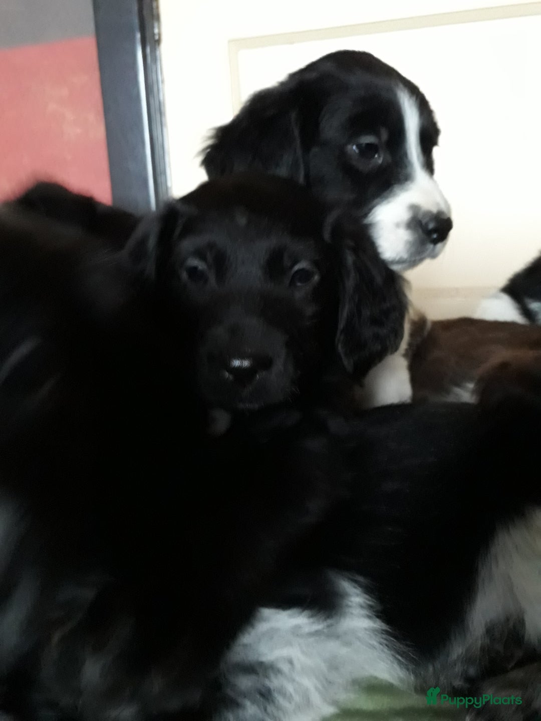 Kruising honden te koop: Leuke en lieve kruising pups(1 reutje beschikbaar) - Advertentie 21