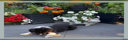 Border Collie honden te koop: Herplaatsing: Prachtig, lief Border Colliepup  - Advertentie 7