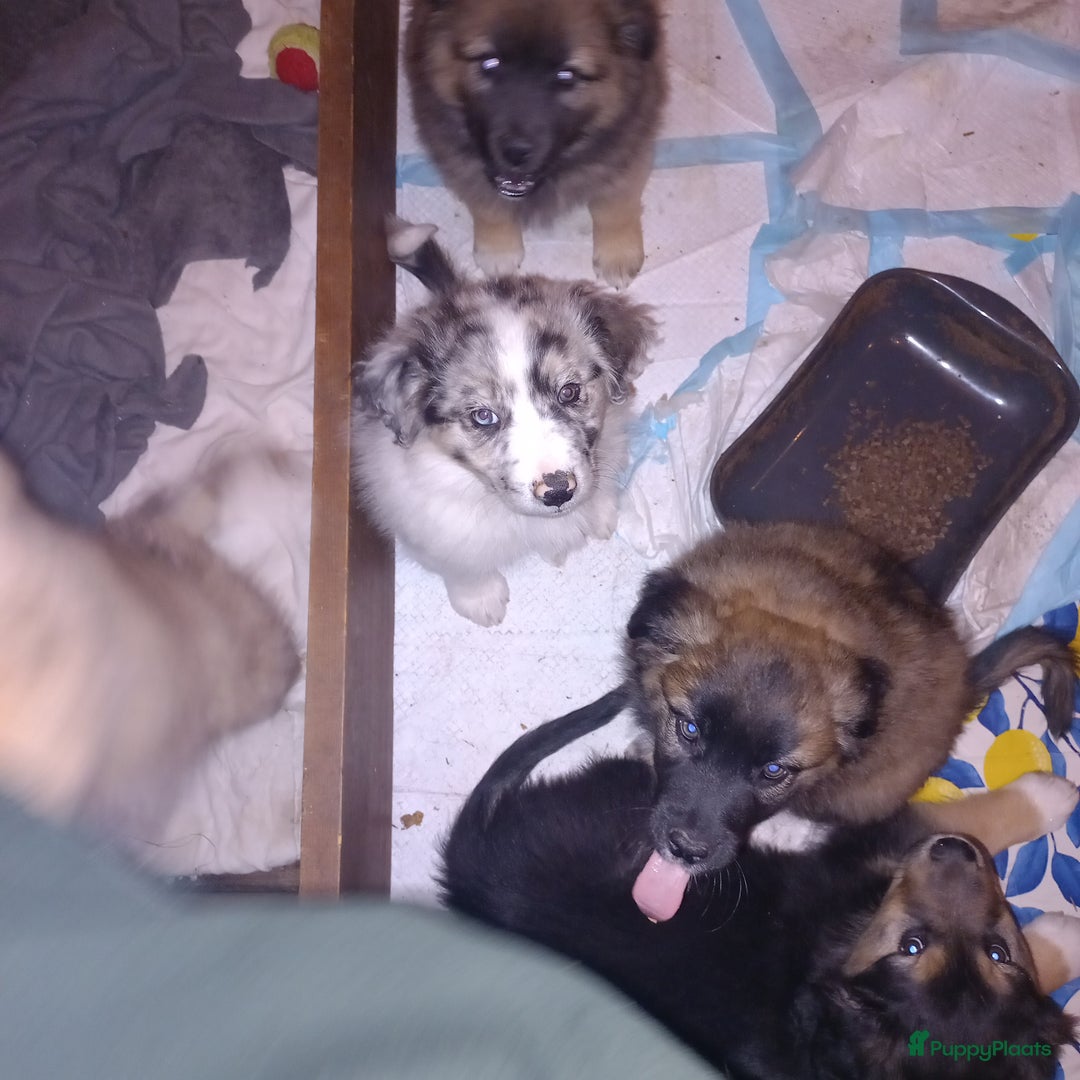 Kruising honden te koop: Mooie pups  mogen weg in de week van 27 november - Advertentie 25