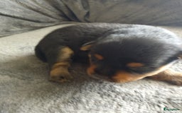 Pomsky honden te koop: Pomeriaan x Yorkshire Terriër  - Afbeelding 1