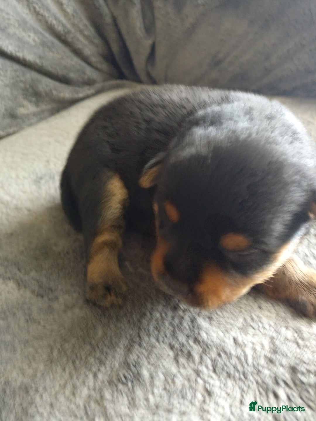 Pomsky honden te koop: Pomeriaan x Yorkshire Terriër  - Afbeelding 1