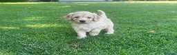Labradoodle honden te koop: Labradoodle mini pups F3 reutjes blond/abrikoos - Advertentie 4