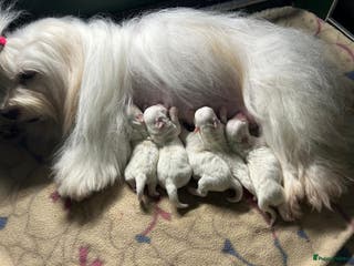 Coton De Tuléar honden Coton de Tulear pups - Advertentie 14