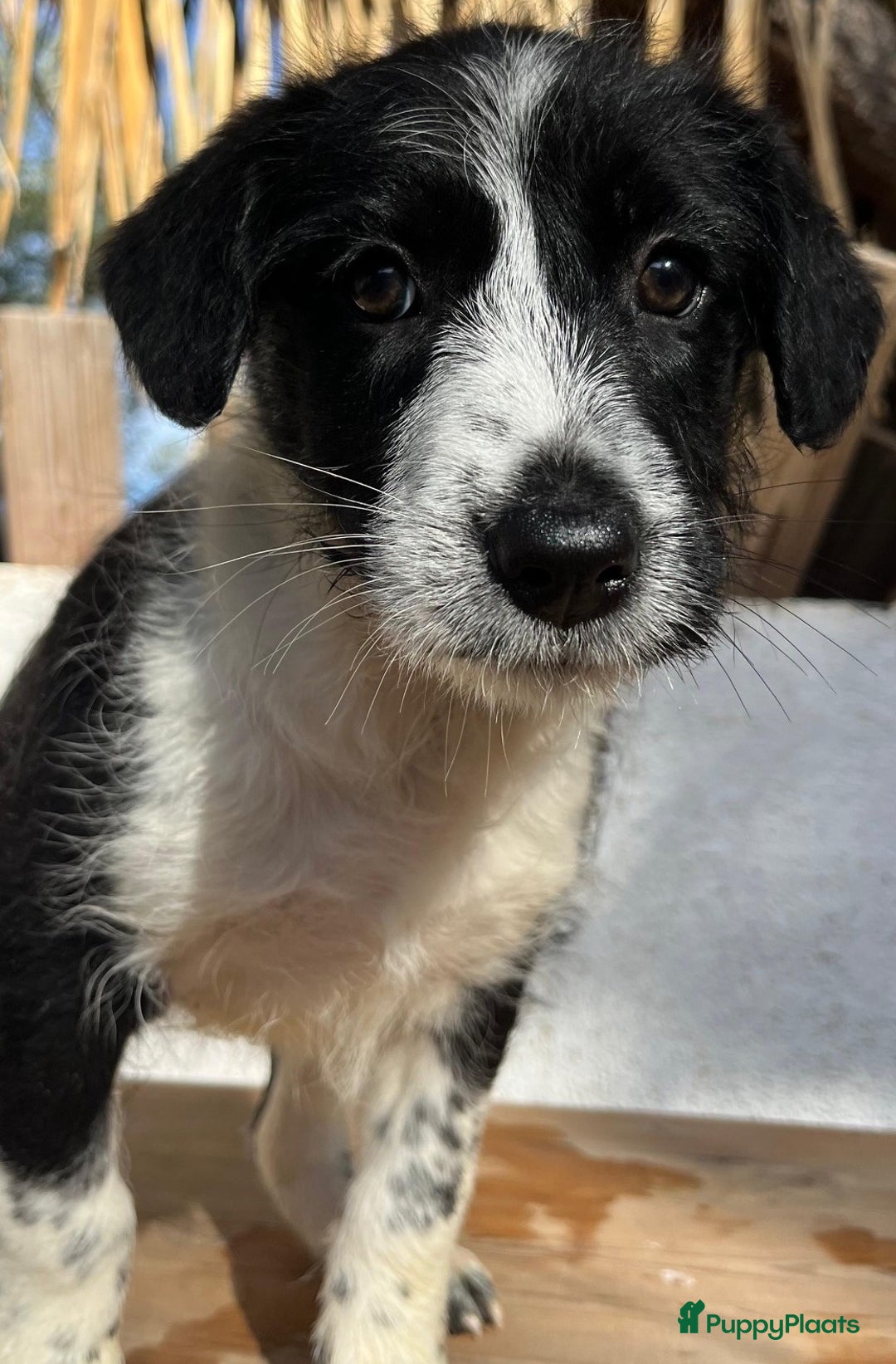 Kruising honden ter adoptie: gingi  waar mag haar mandje komen te staan?  - Advertentie 2