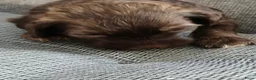 Havanezer honden te koop:  havanezerpups van geteste ouders met fci stamboom - Advertentie 3