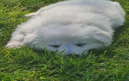Zwitserse Witte Herdershond honden te koop: super mooie goed gesocialiseerd witte herder pups  - Afbeelding 10