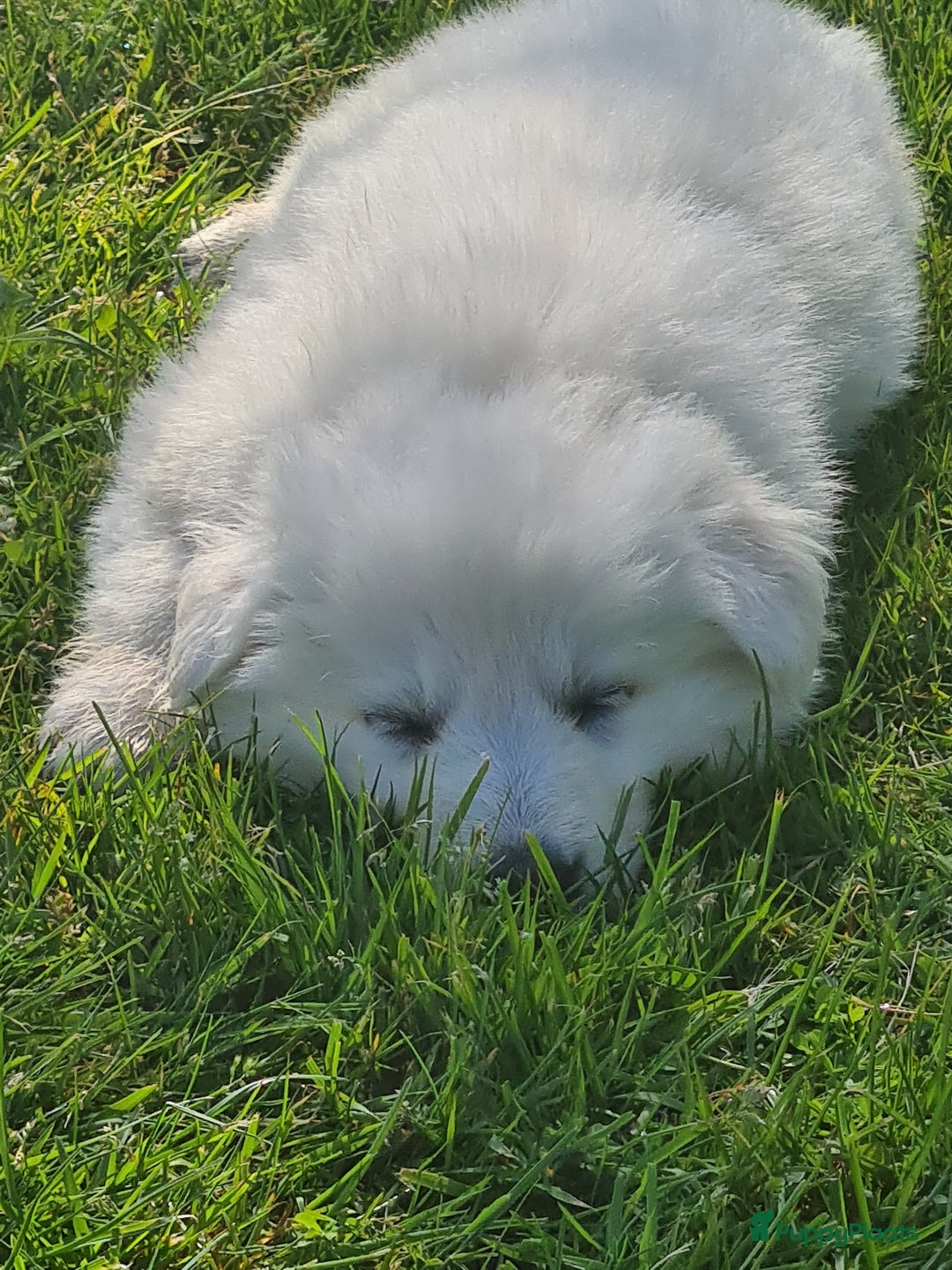Zwitserse Witte Herdershond honden te koop: super mooie goed gesocialiseerd witte herder pups  - Afbeelding 10