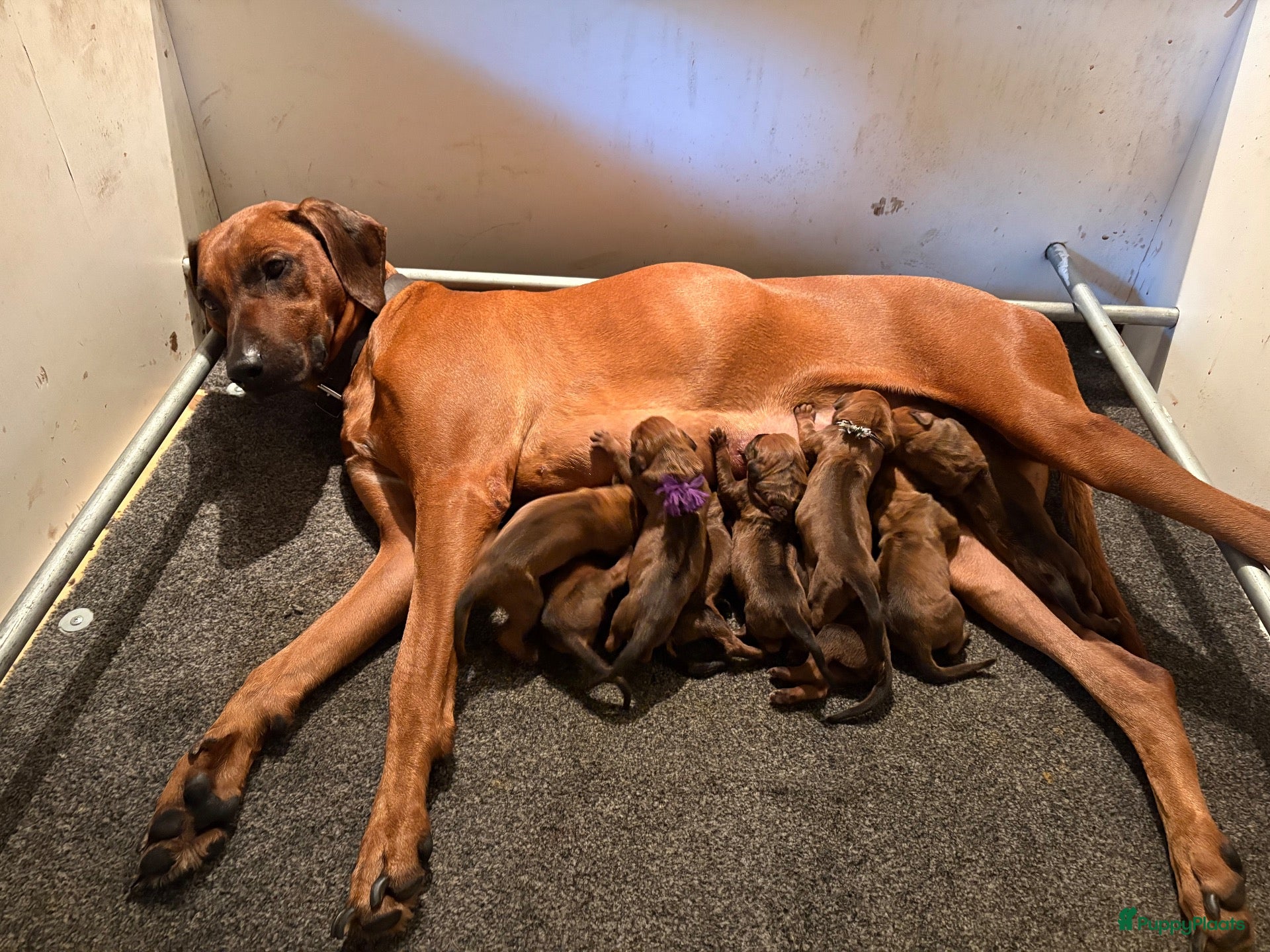 Rhodesian Ridgeback honden Rhodesian Ridgeback pups kennel Majaliwa  - Advertentie 1