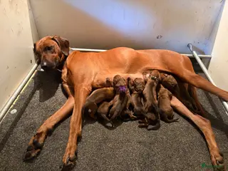 Rhodesian Ridgeback honden Rhodesian Ridgeback pups kennel Majaliwa - Advertentie 6