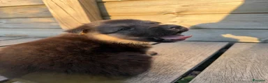 Shepsky 6