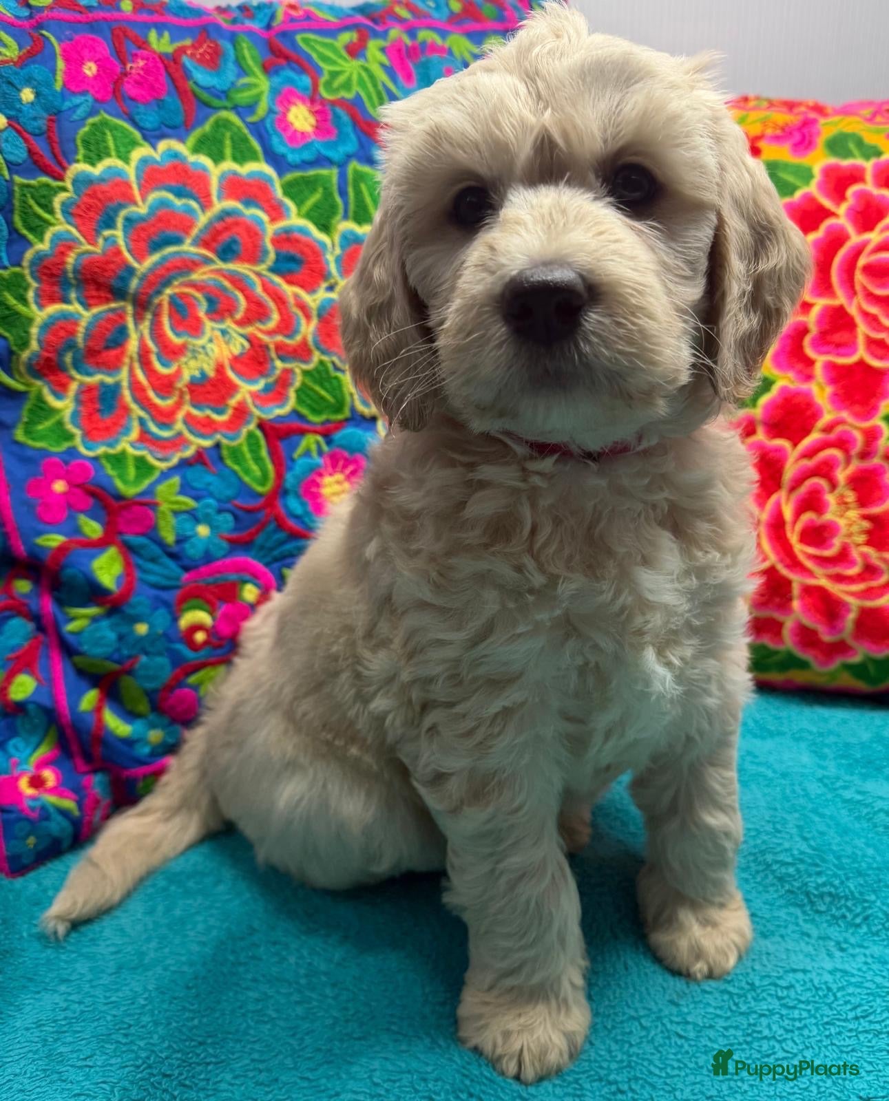 Labradoodle honden te koop: Labradoodles te koop - Advertentie 1