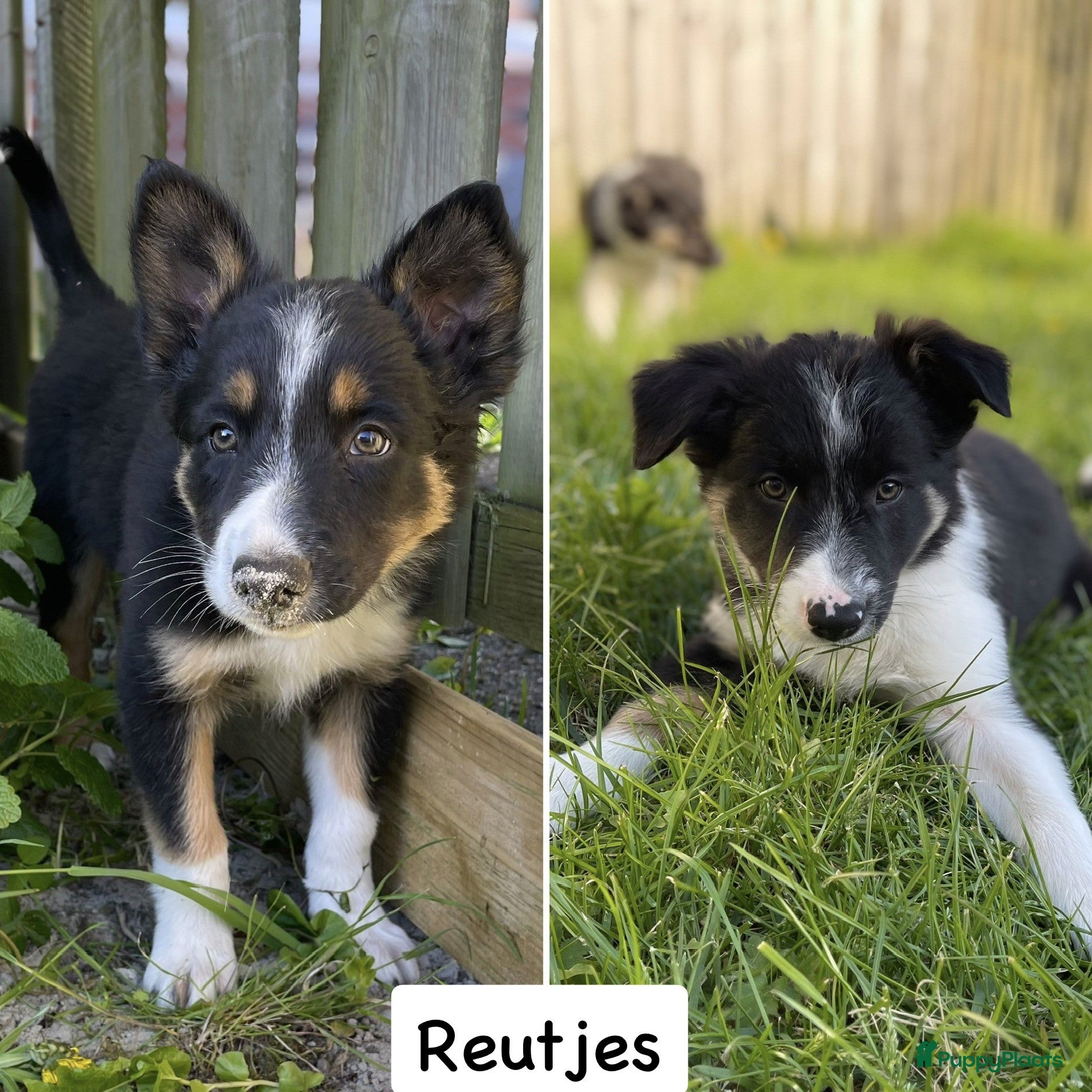 Border Collie honden Gezonde Border Collie pups stamboom (ISDS/FCI) - Advertentie 1