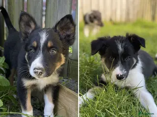 Border Collie honden Gezonde Border Collie pups stamboom (ISDS/FCI) - Advertentie 1