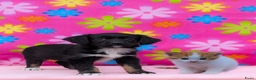 Friese Stabij honden te koop: Prachtige friese stabij x border collie pups  - Advertentie 2