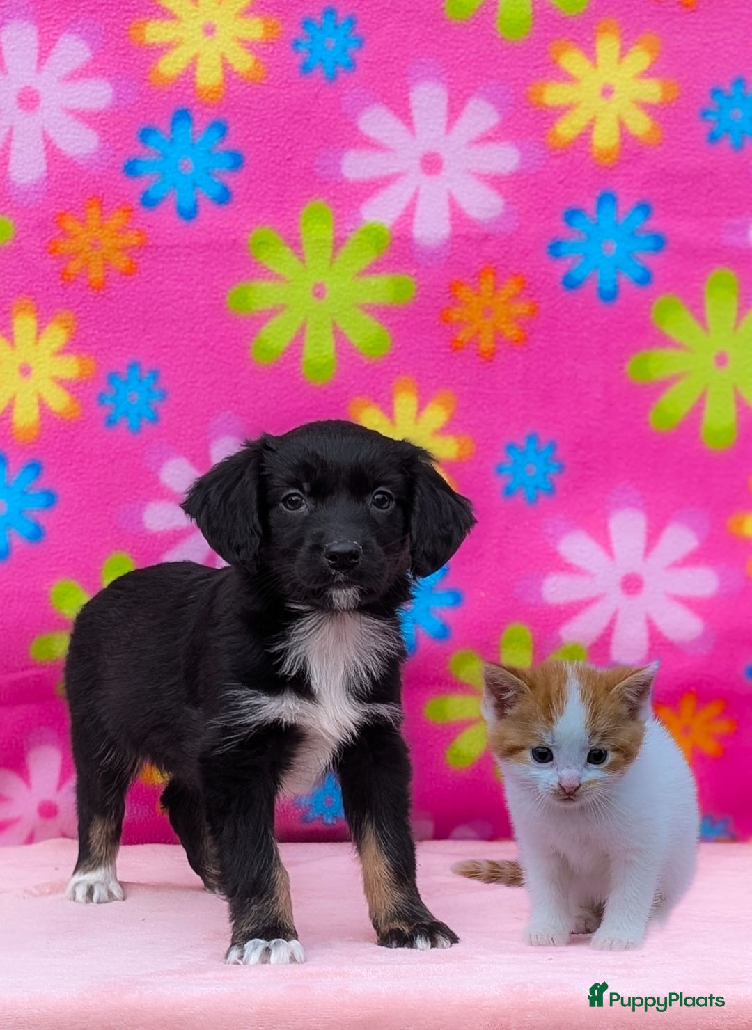 Friese Stabij honden te koop: Prachtige friese stabij x border collie pups  - Advertentie 2