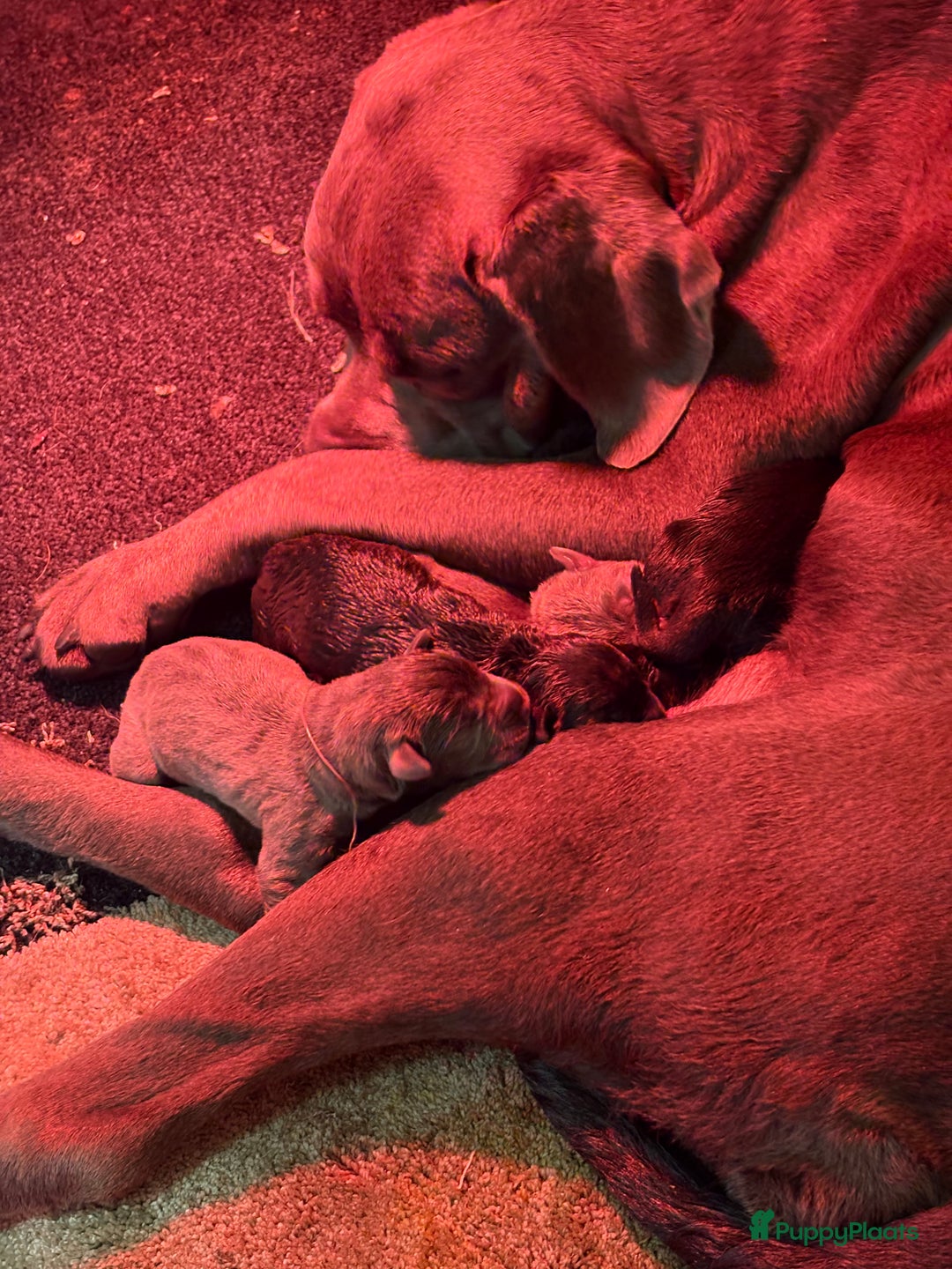 Cane Corso honden te koop: Cane corso pups - Advertentie 14