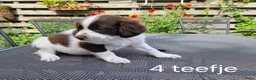Friese Stabij honden te koop: Sasha en haar puppy's - Advertentie 6