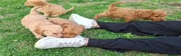 Kruising honden te koop: Pups Australian cobberdoodle x poedel in Someren - Advertentie 4
