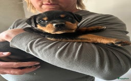 Rottweiler honden te koop: Prachtige super knappe puppy’s  in Haps - Afbeelding 21