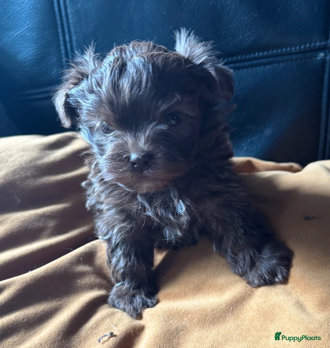 Bolonka Zwetna honden te koop: Mooie Bolonka Zwetna pupjes - Advertentie 2
