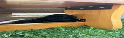 Labradoodle honden te koop: Medium labradoodel in Kwintsheul - Advertentie 22