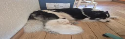 Kruising honden te koop: Prachtige dutch Laika's  - Advertentie 10