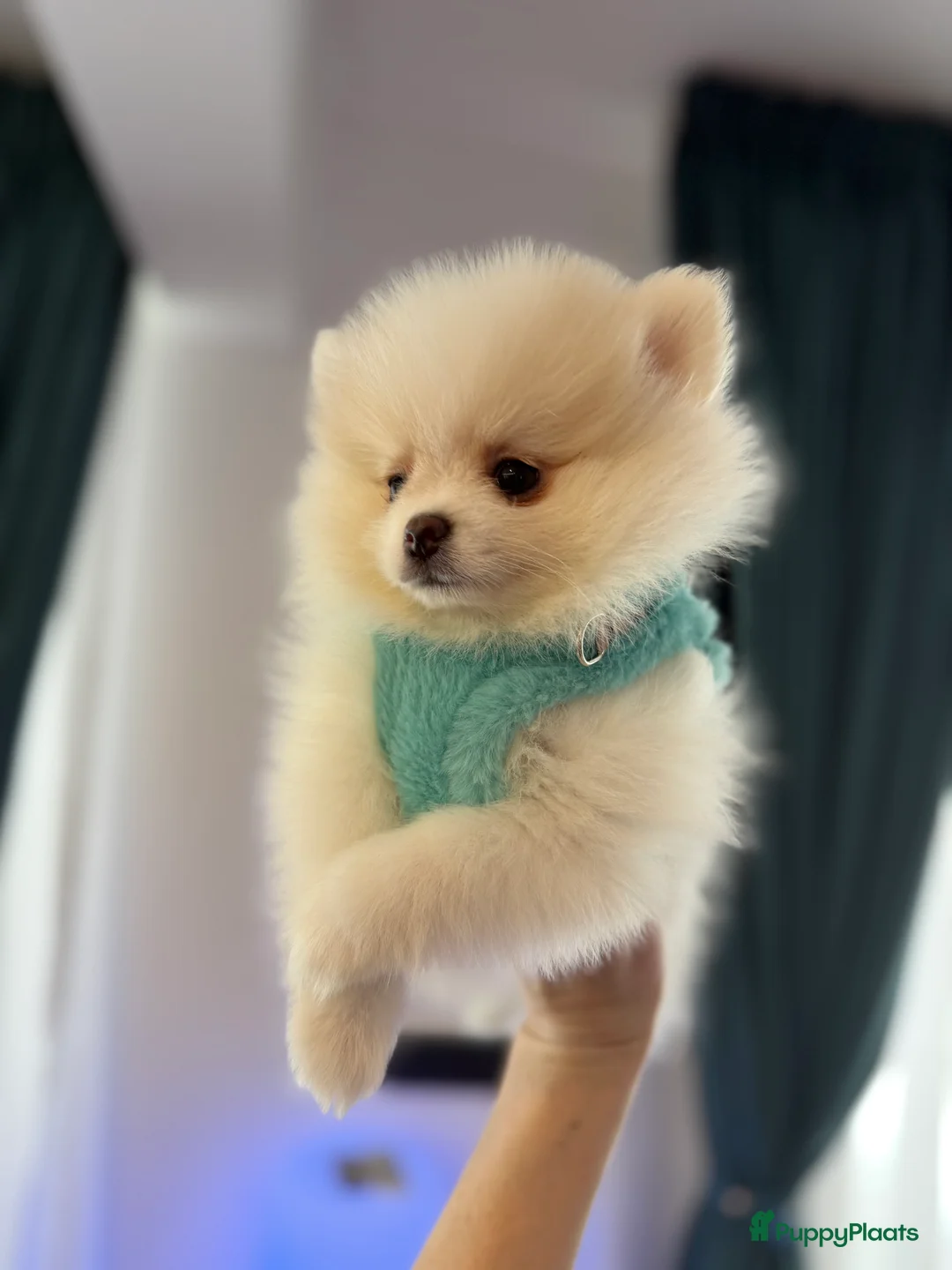 Pomeriaan honden te koop: Mooiste raszuivere pomeranian pomeriaan pups - Advertentie 10
