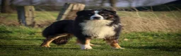 Australian Shepherd honden te koop: Super leuke Ausie pups - Advertentie 17
