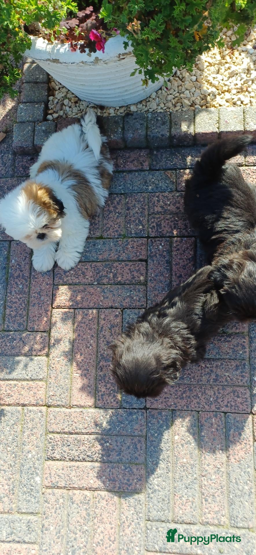 Shih Tzu honden Lieve leuke raszuiver shih tzu pups - Advertentie 1