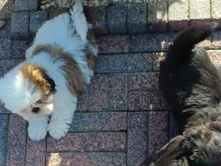Shih Tzu honden Lieve leuke raszuiver shih tzu pups - Advertentie 4