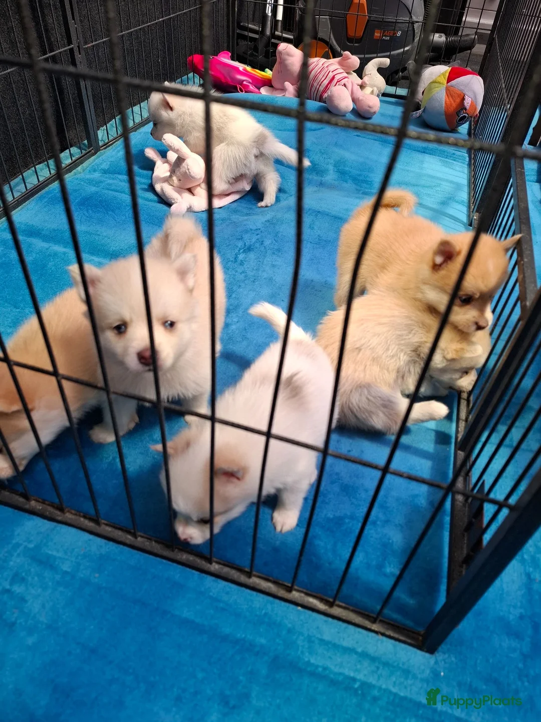 Pomsky honden te koop: Pomsky pups - Advertentie 14