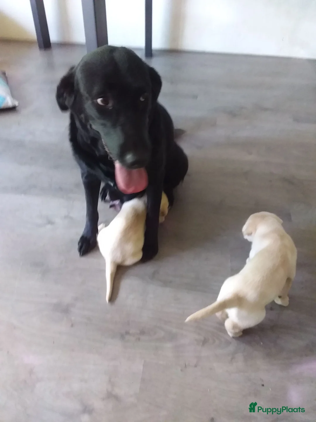 Labrador Retriever honden te koop: Huiskamernestje labradors in Breda - Advertentie 5