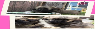 Tibetaanse Spaniel 4