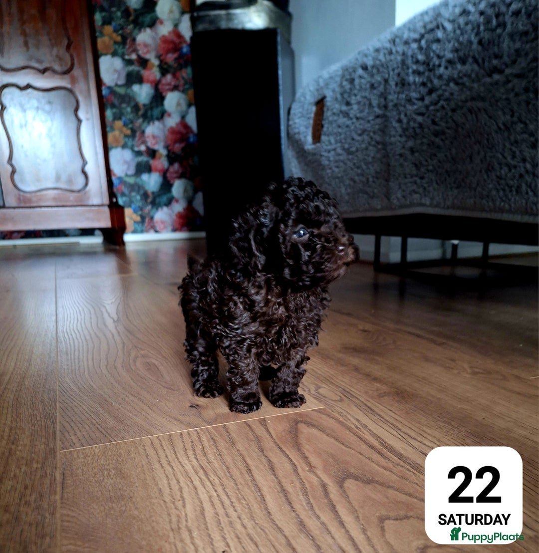 Poedel honden te koop: Choco toypoedel meisjes - Advertentie 3