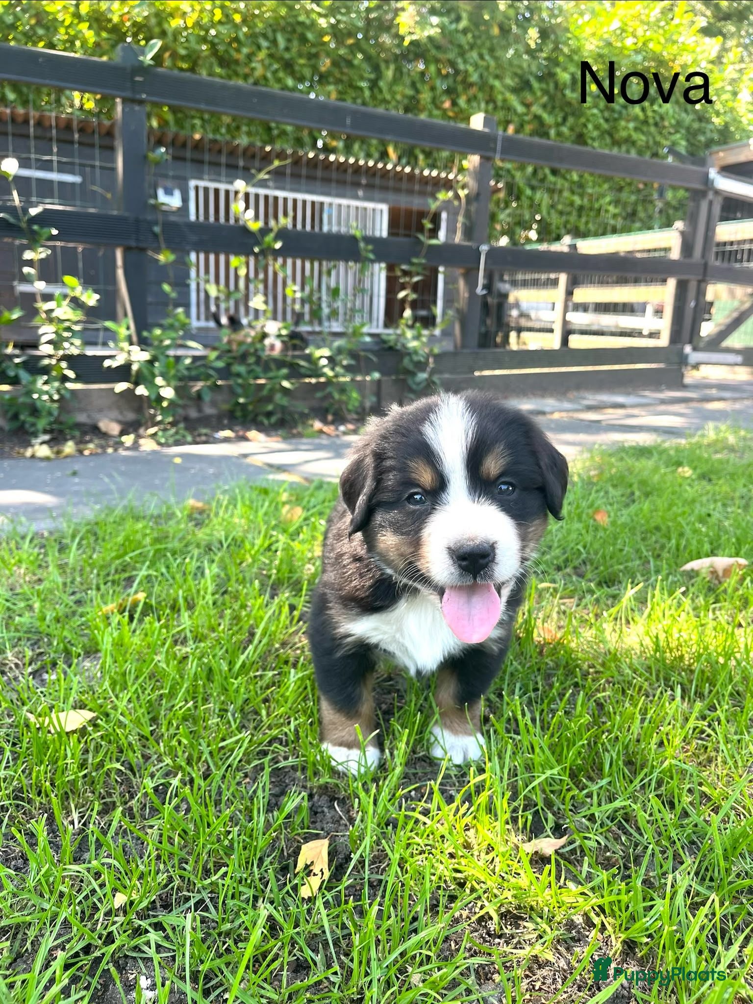 Berner Sennenhond honden Berner sennen pups - Advertentie 2
