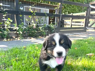 Berner Sennenhond honden Berner sennen pups - Advertentie 2