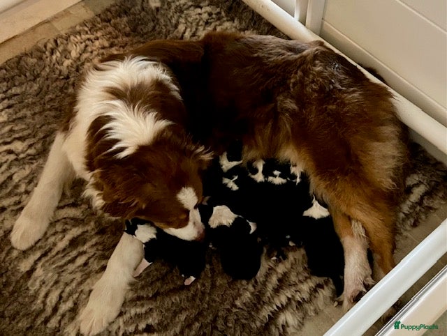 Australian Shepherd honden Australian Shepherd pups - Advertentie 3