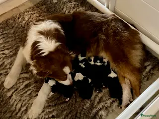 Australian Shepherd honden Australian Shepherd pups - Advertentie 3