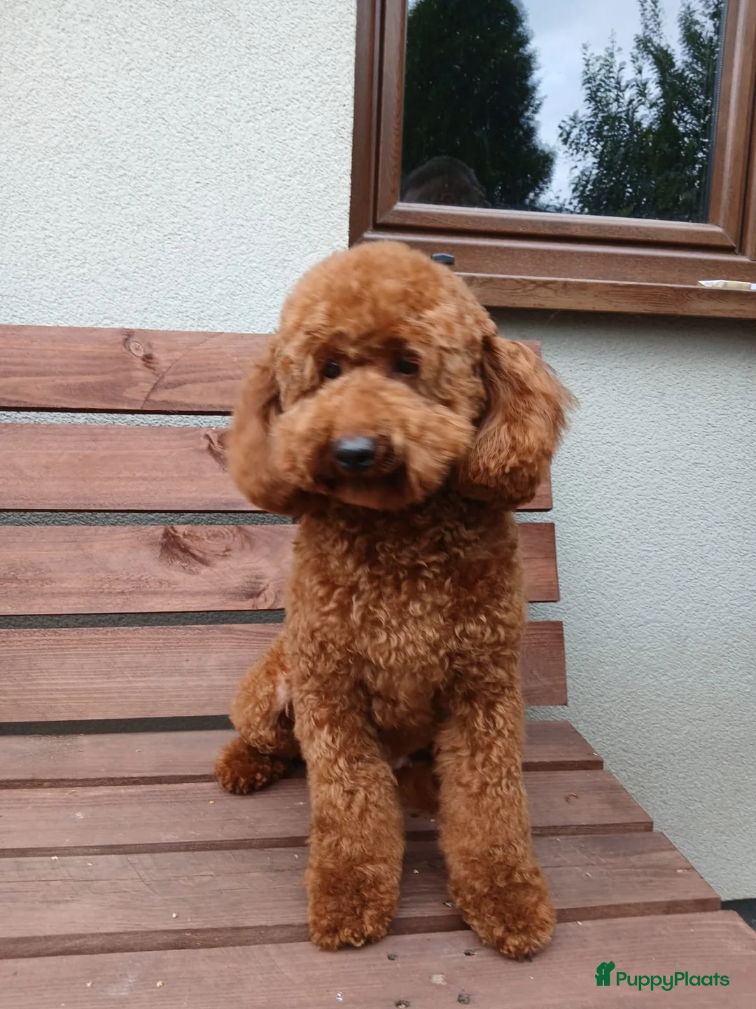 Maltipoo honden te koop: Schattige gezonde maltipoo pups - Advertentie 8