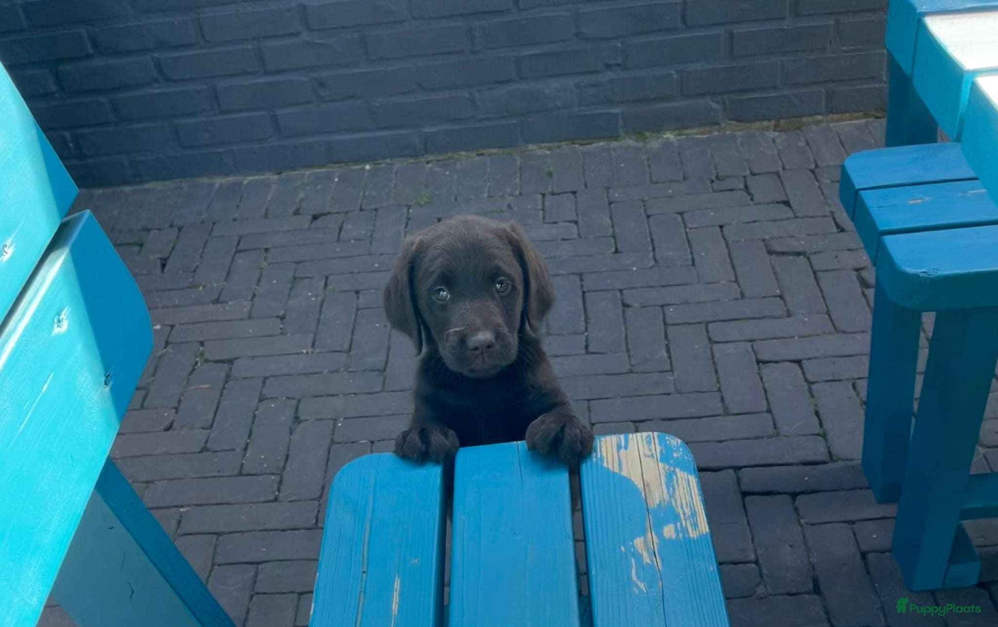 Labradoodle honden 2 van de 5 unieke Labradoodle bruin/wit aftekening - Advertentie 1