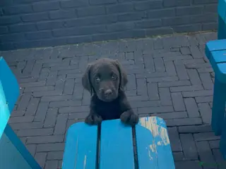 Labradoodle honden 2 van de 5 unieke Labradoodle bruin/wit aftekening - Advertentie 5