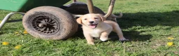 Kruising honden te koop: labrador retriever x australian shepherd - Advertentie 1