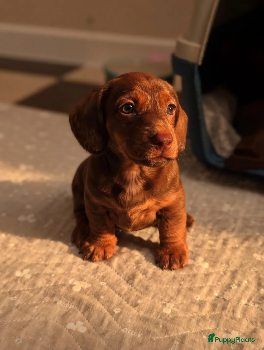 Teckel (korthaar)  honden te koop: Lieve teckel pupjes in Amsterdam - Advertentie 2