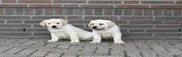 Labrador Retriever honden te koop: Knappe Labrador pups met stamboom ! - Advertentie 10